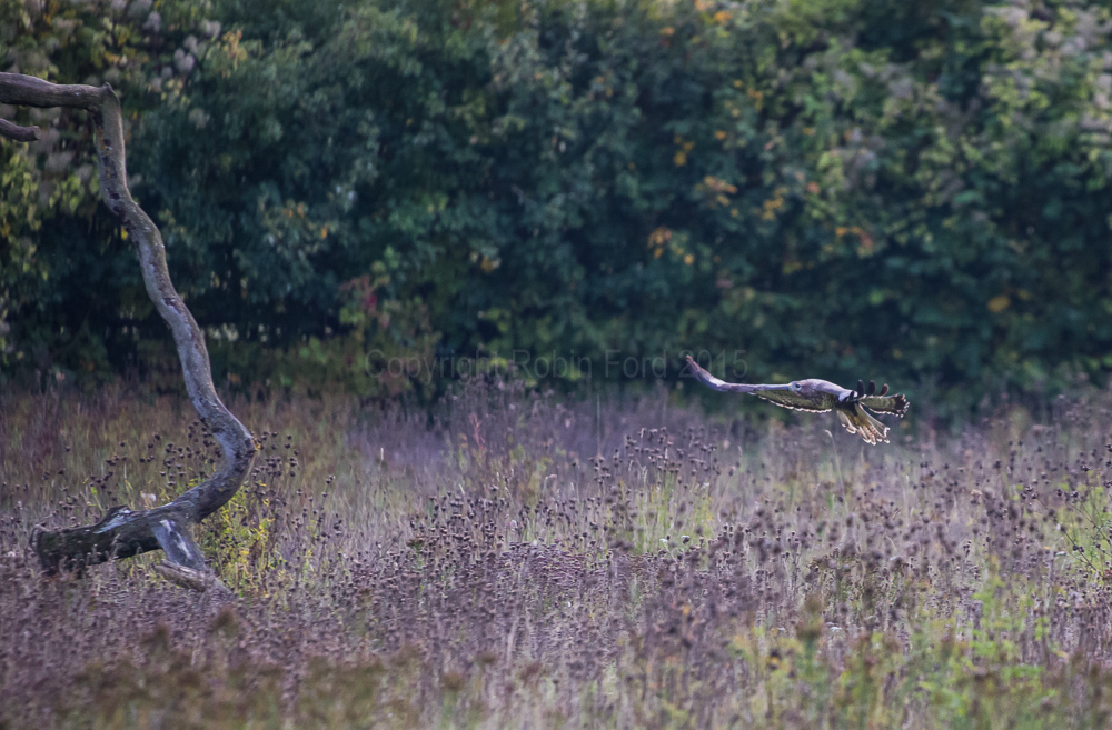 Common Buzzard