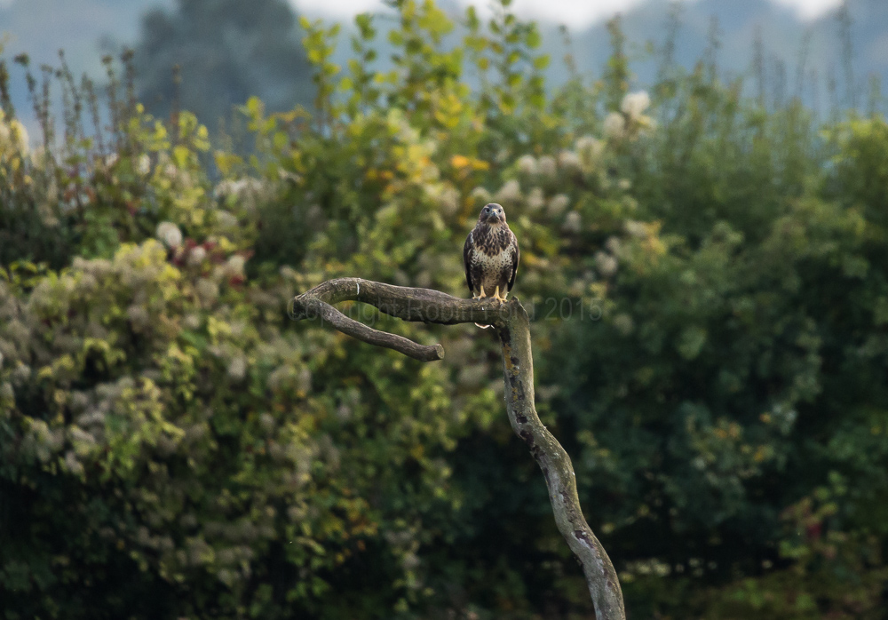 Common Buzzard