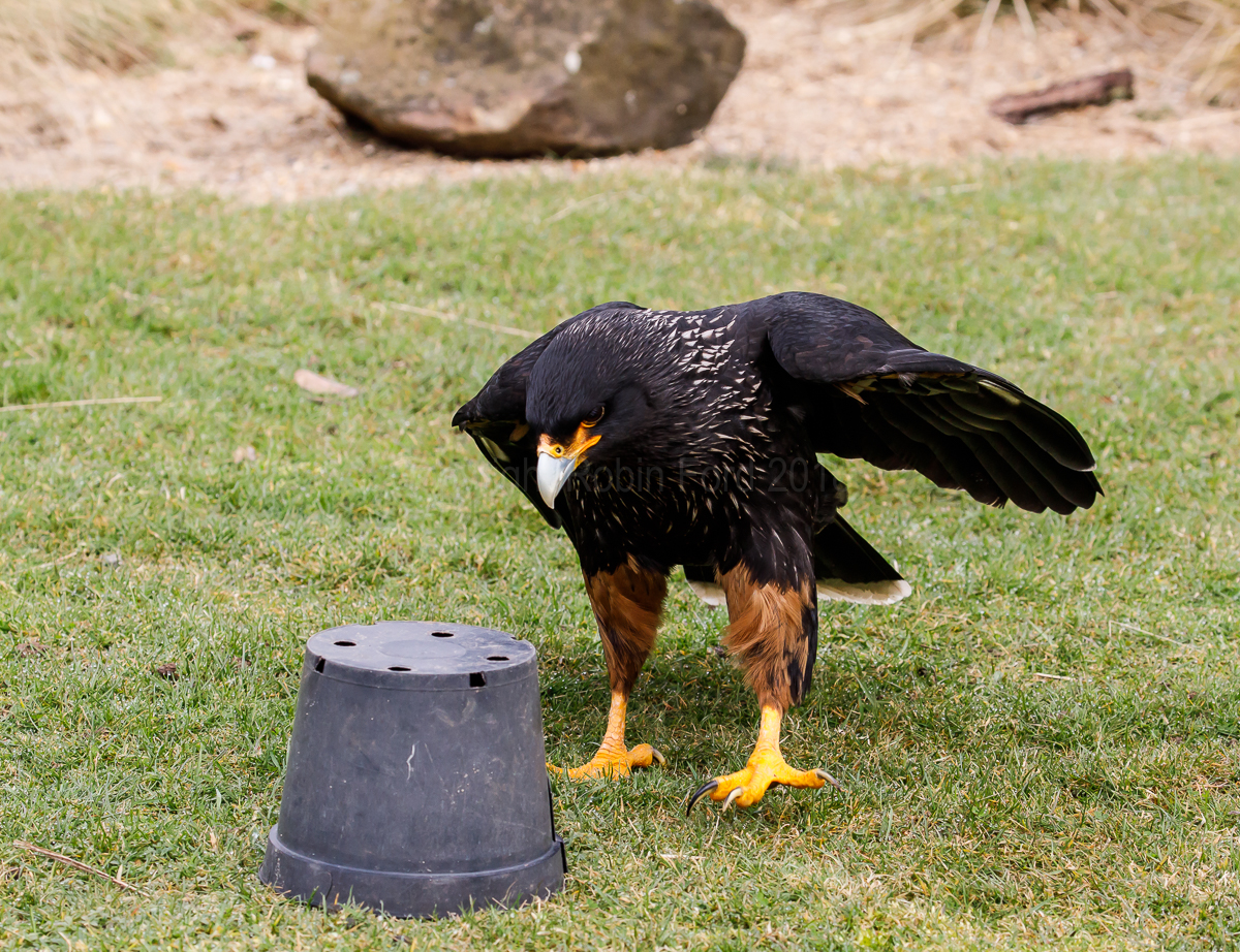 Striated Caracara