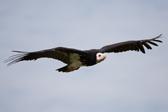 Hawk Conservancy Trust