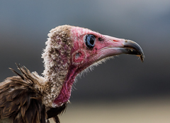 Hawk Conservancy Trust