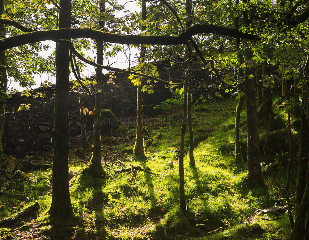 Near Rydal Water