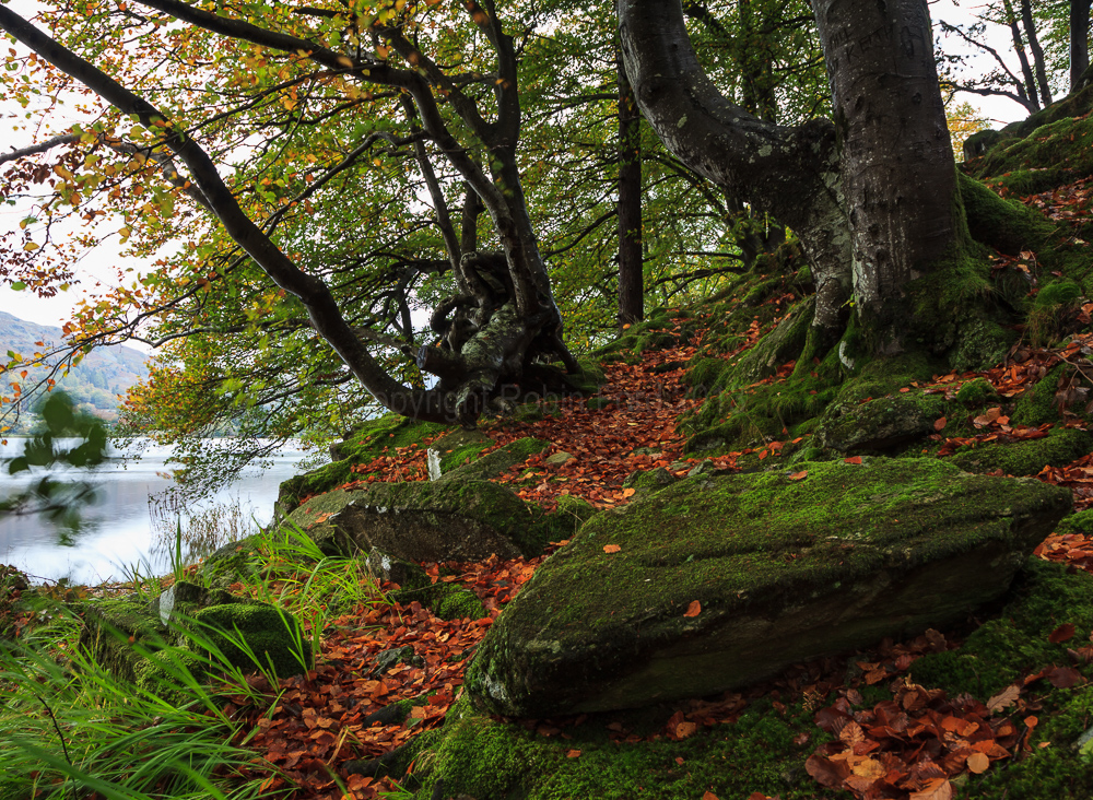 Grasmere