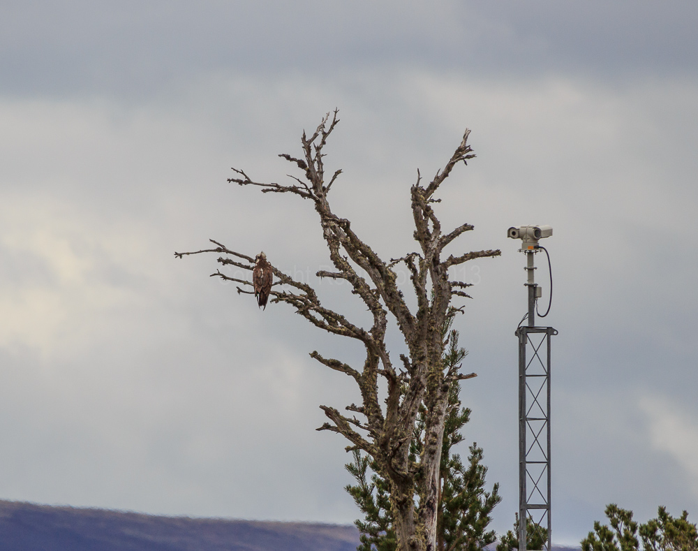Osprey at RSPB Loch Garten