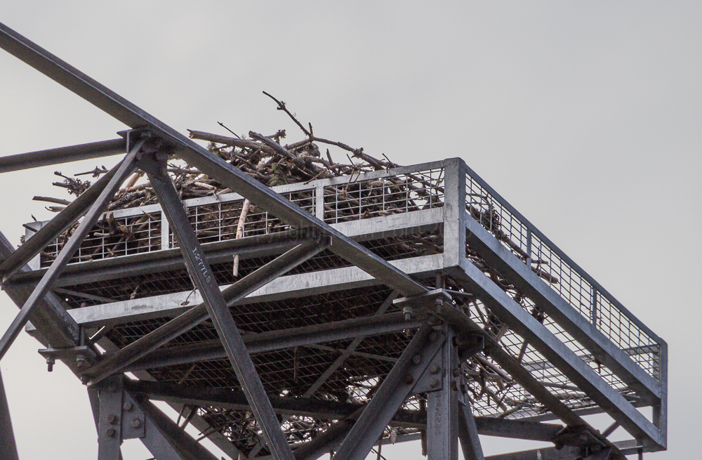 Osprey nesting