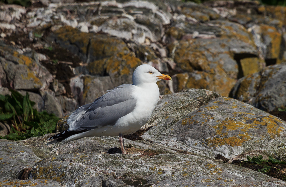 Herring Gull