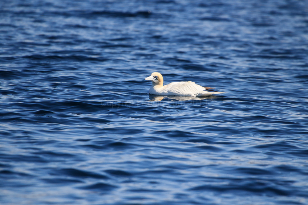Gannet at sea
