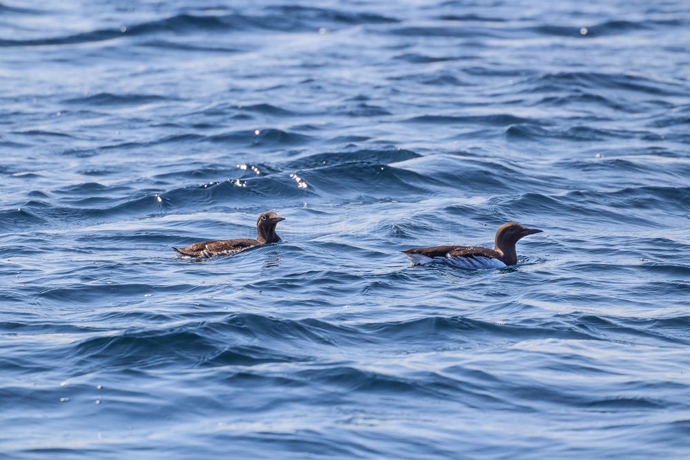 Guillemots at sea