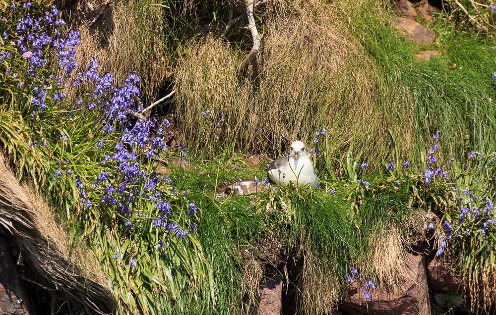 Nesting among the bluebells