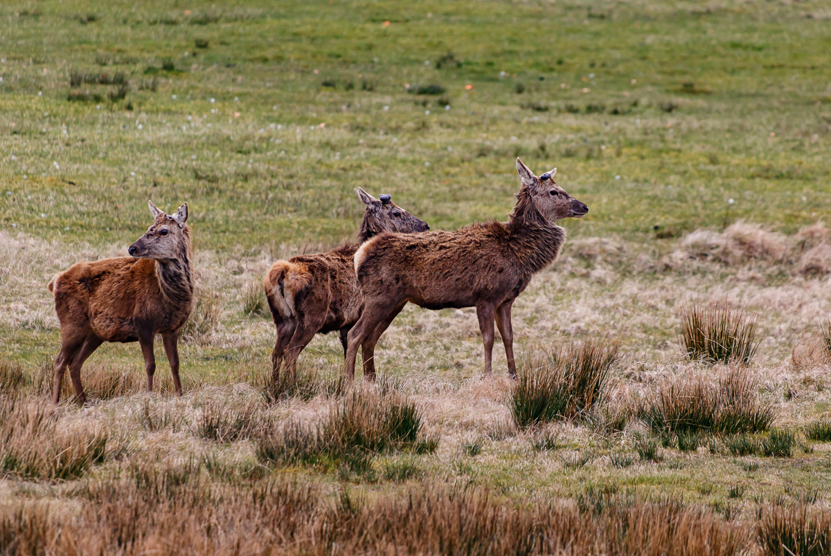 Assynt