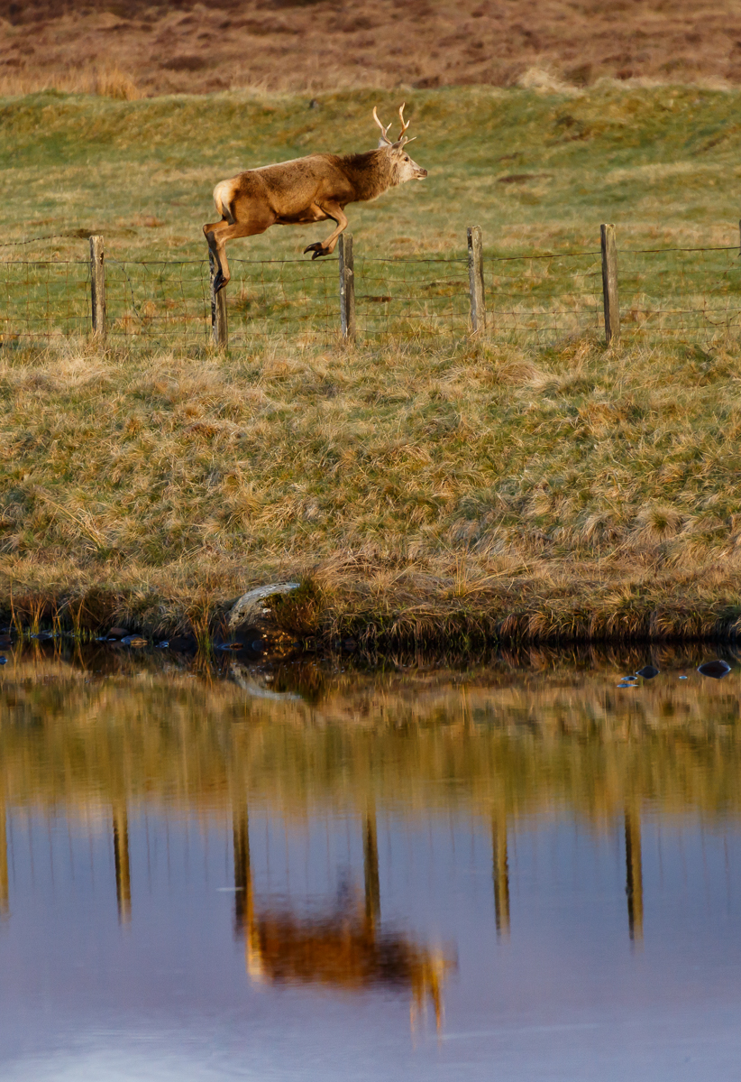 Red Deer Stag