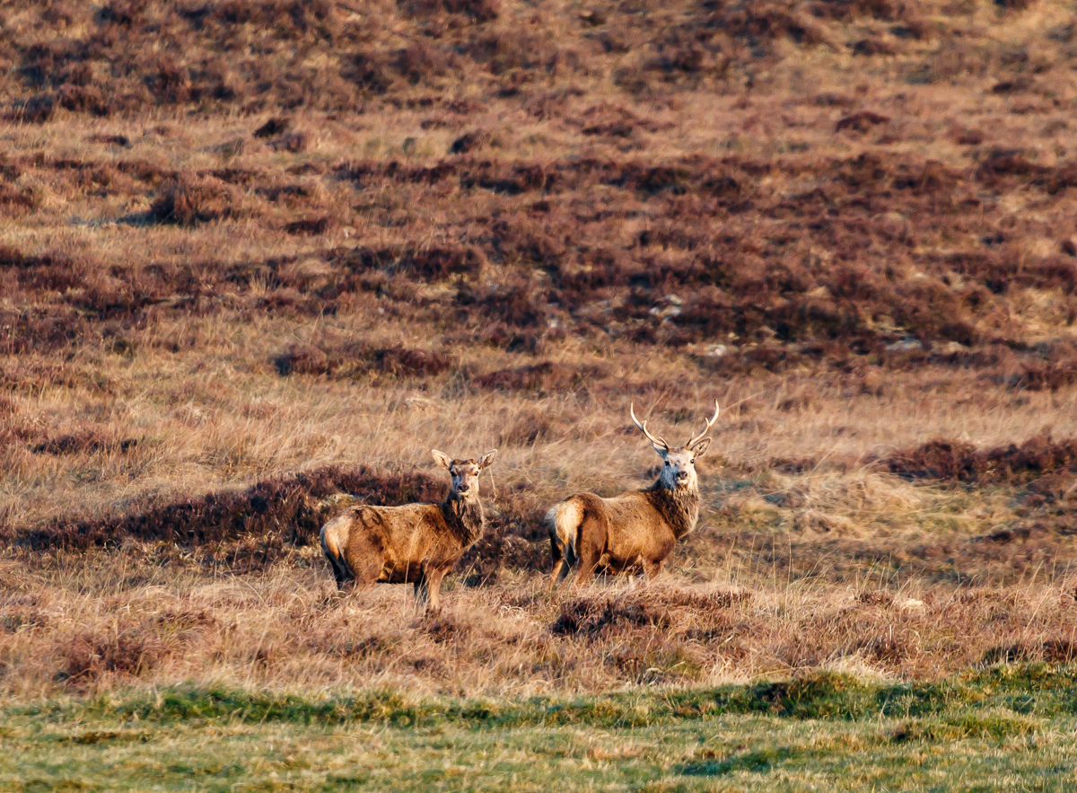 Red Deer