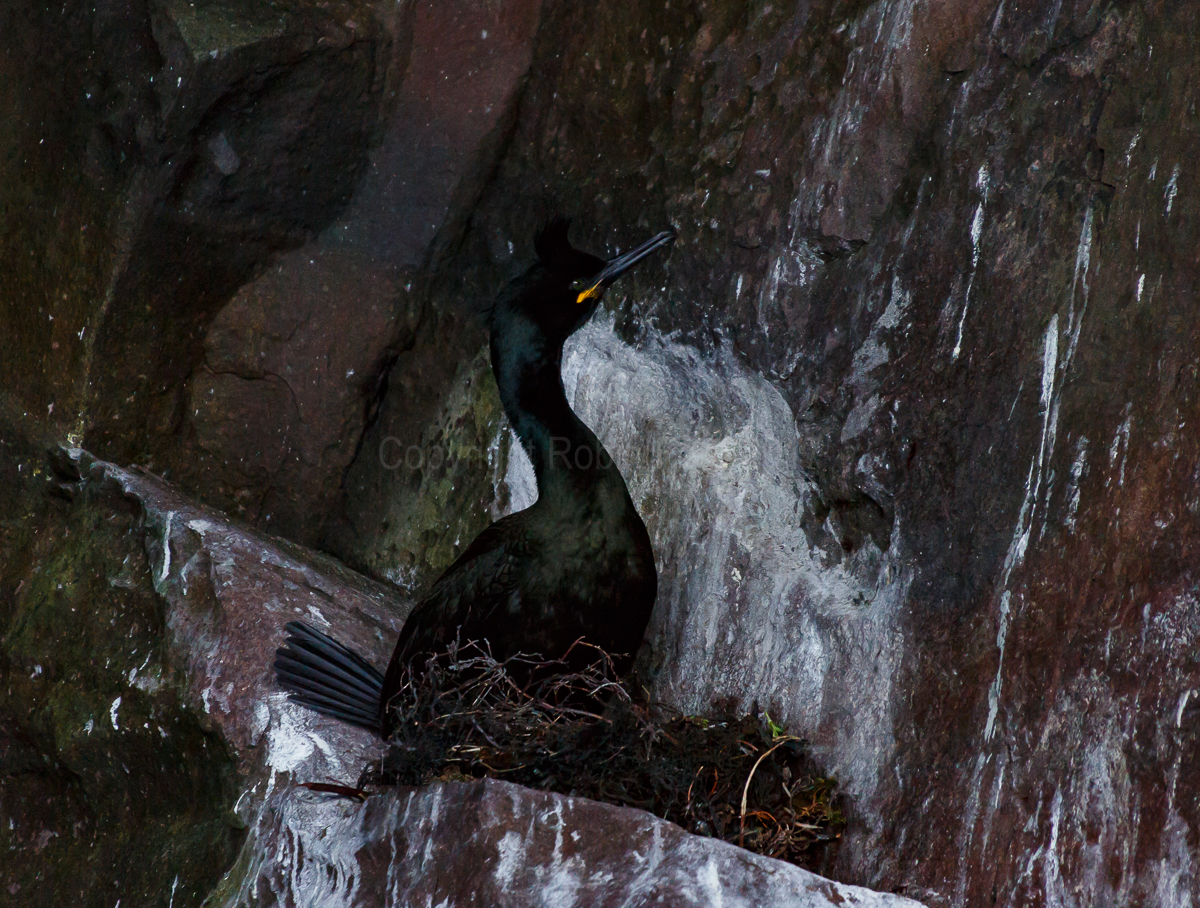 A Shag on the nest