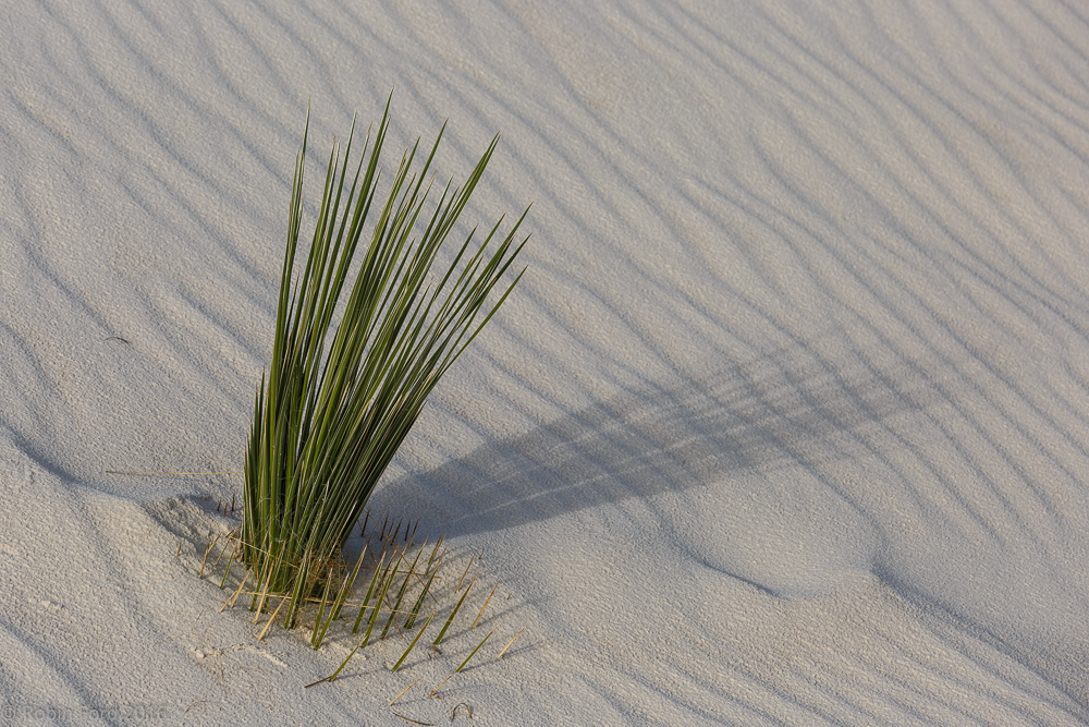 White Sands National Monument New Mexico
